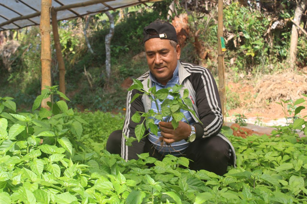गोरखाकाे बैटारीमा अकबरे खुर्सानीको व्यावसायिक खेती