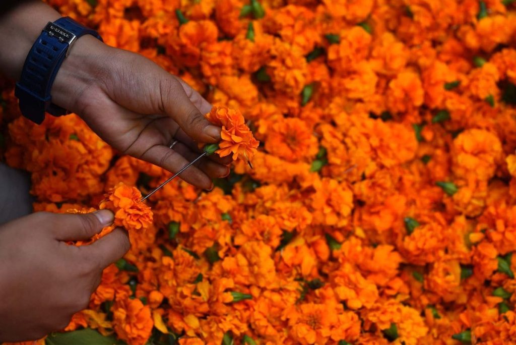 सयपत्रीफूल नबिकेपछि खेतमै कुहिन लाग्यो, किसान फूल नबिकेपछि समस्यामा