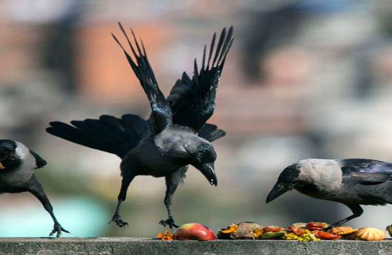 यमपञ्चककाे पहिलाे दिन आज काग तिहार
