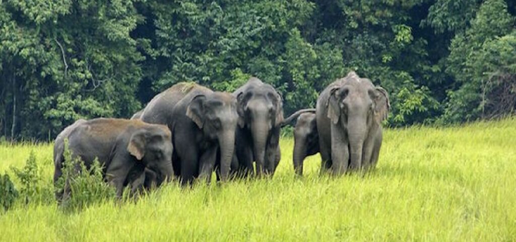 हात्तीबाट ज्यान जोगाउन रातभर जाग्राम, स्थानीय आतङ्कित