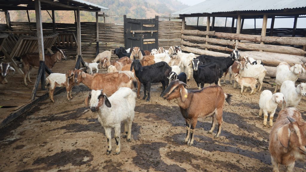 व्यावसायिक बाख्रापालनबाट आम्दानी गर्दै पूर्णकुमार