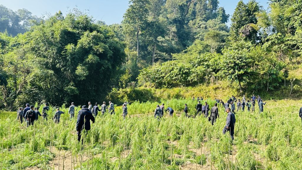 सर्लाहीमा पन्ध्र बिघामा गाँजाखेती, एक सय पचास प्रहरीलगाएर गरियाे नष्ट