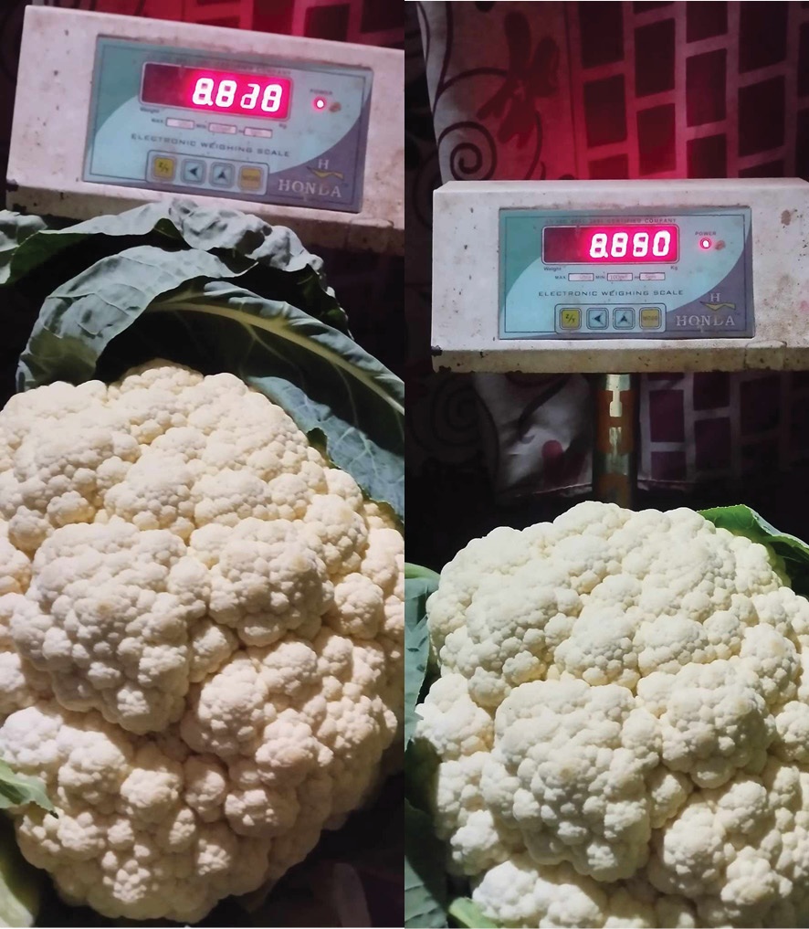 बागलुङका किसानले फलाए नौ किलोको एउटै काउली