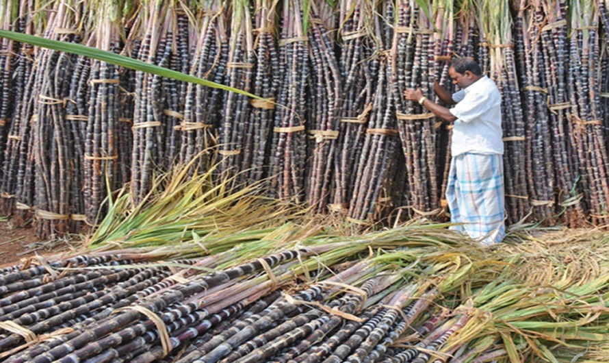 गुलियो उखुको तीतो व्यथा : अन्योलमा किसान