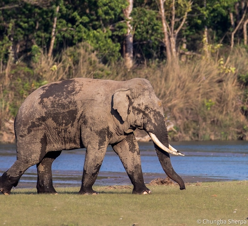 ध्रुवे हात्तीकाे आतङ्क : स्थानीयकाे भत्कायो चार घर