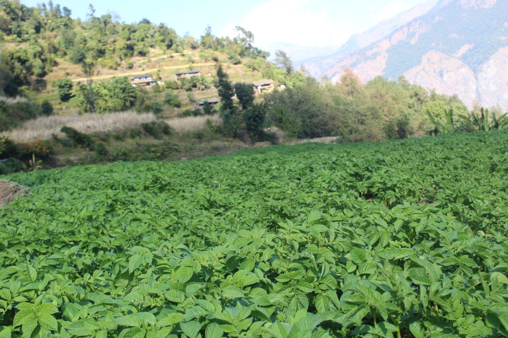 म्याग्दीका किसान आलु खेतीतर्फ आकर्षित