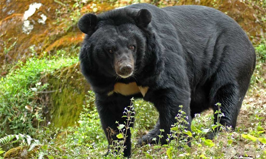 भालुको आक्रमणबाट अछाममा दुई किशोरी घाइते