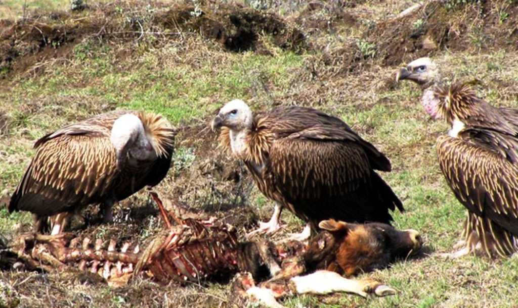 गिद्ध संरक्षणमा बर्दिबासको पहलकदमी