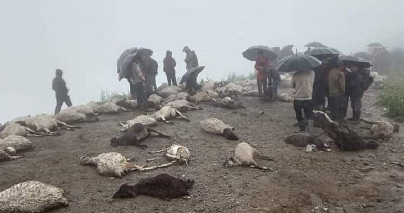 चट्याङ लागेर सङ्खुवासभाको सभापोखरीमा ७२ भेडा मरे