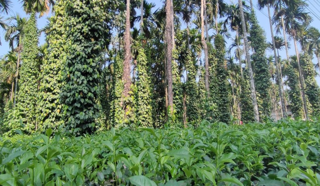 धरानमा व्यावसायिक बेसारखेतीः वार्षिक ४५ करोडभन्दा बढीको बिक्री