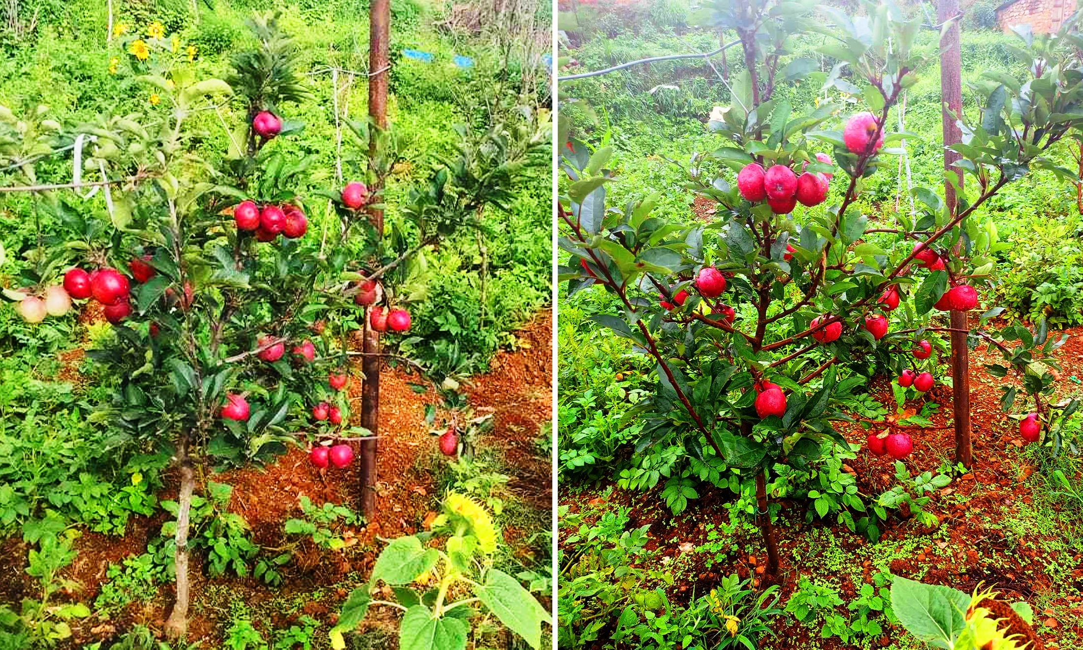 एकै वर्षमा स्याउ फलेपछि निसीखोलाका किसान उत्साहित