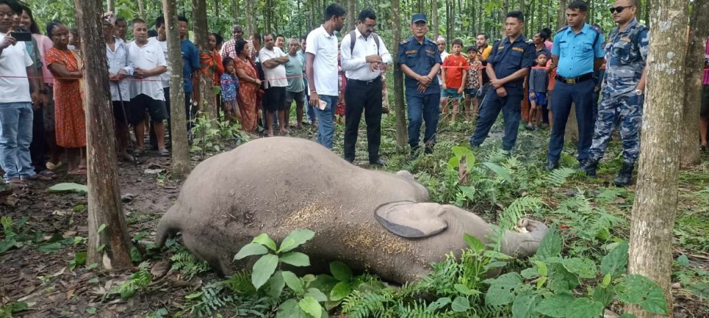 मोरङको बेलबारीमा हात्तीको छावा मृत फेला