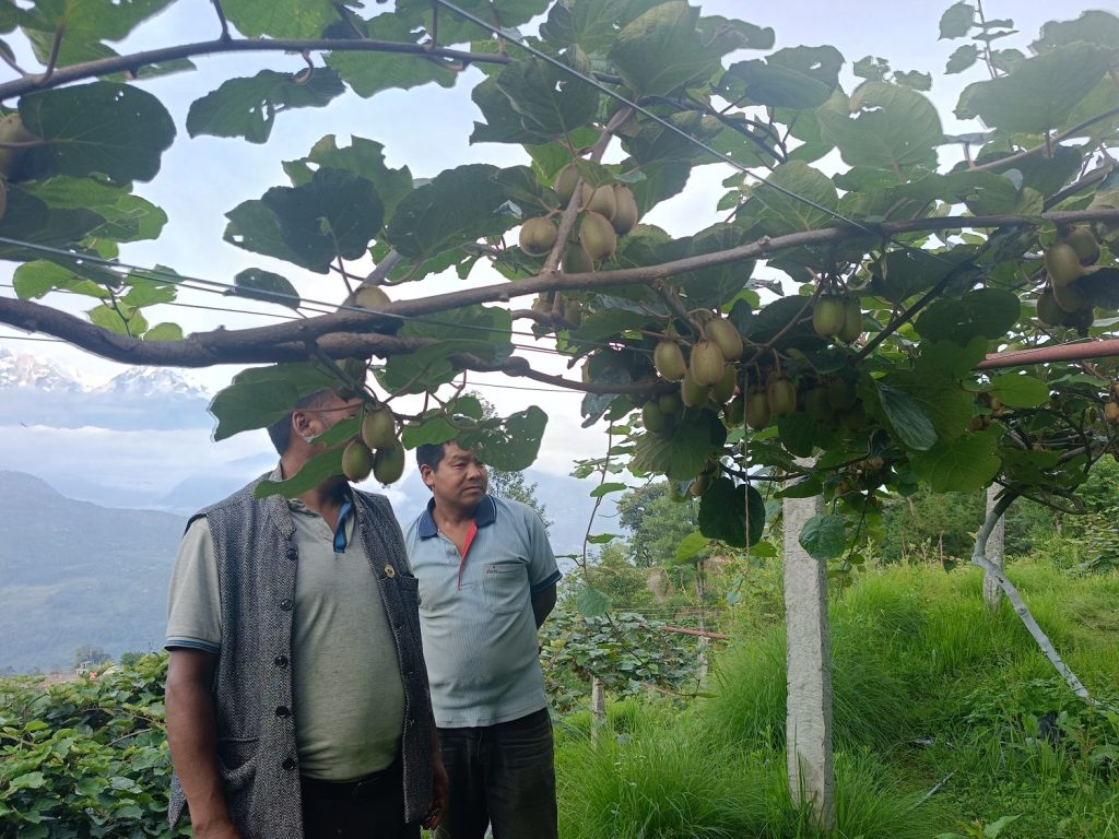 मकै र कोदो खेतीको विकल्पमा किबी गर्दै किसान