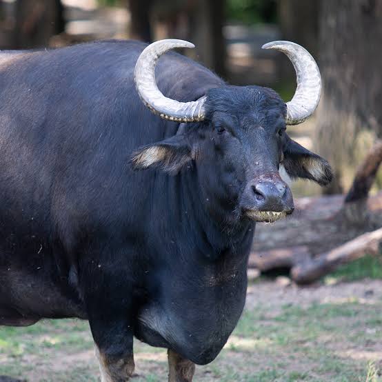 मकवानपुरमा आहाराका लागि आएकाे बाघलाई मार्यो भैँसीले