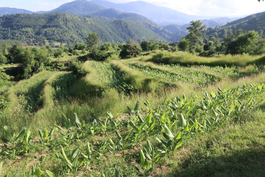 डोटीको दिपायलमा चार युवा मिलेर सुरु गरे व्यावसायिक बेसारखेती