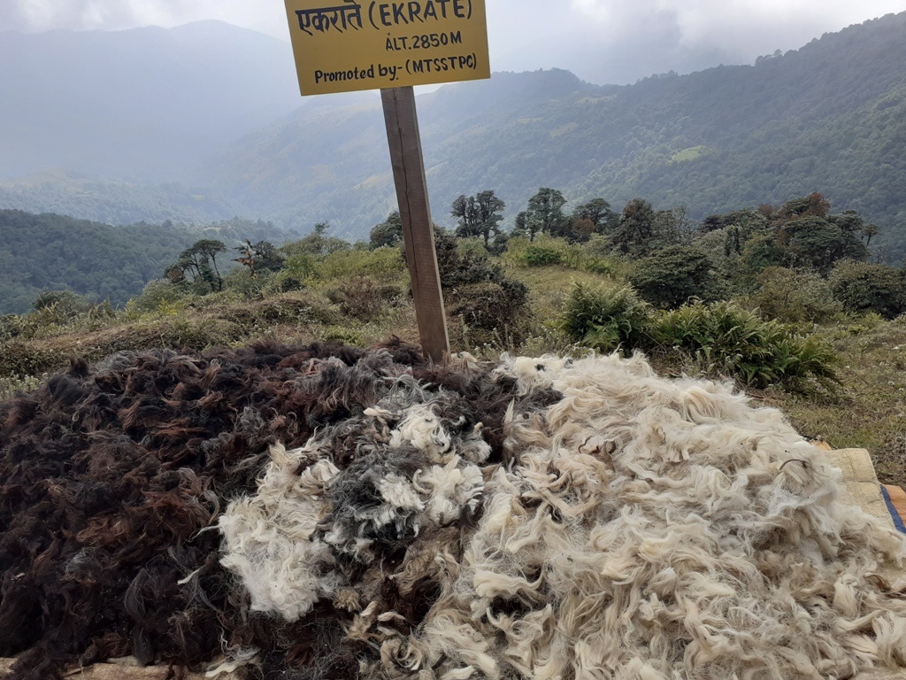 भोजपुरमा भेडापालक किसानकाे ऊन बिक्री नभएपछि चिन्तामा