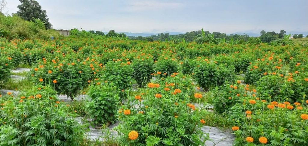 आँबुखैरेनीमा ४० हजार सयपत्रीका बिरुवा रोपियो