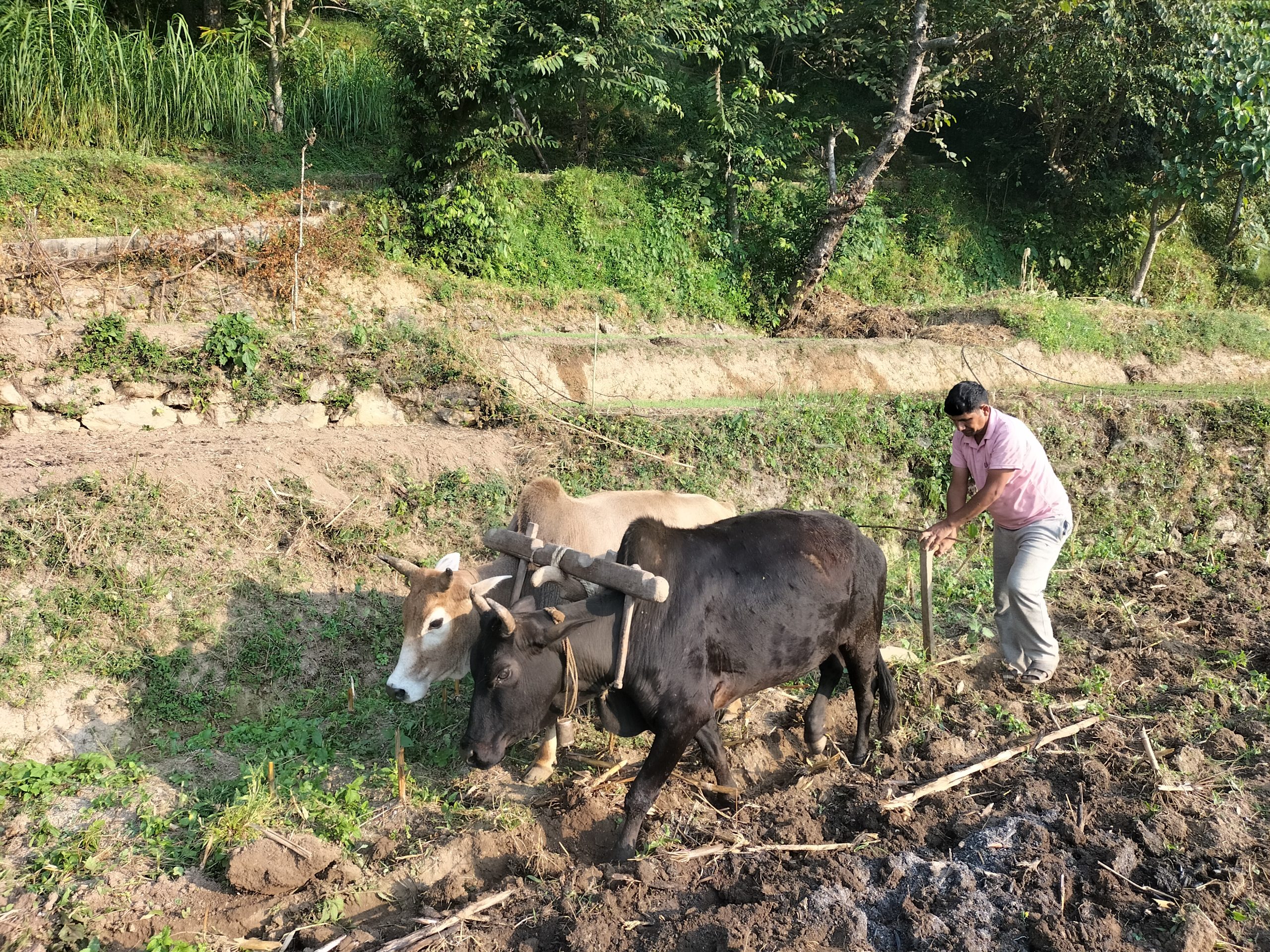 सुदूरपश्चिमका किसानलाई गहुँ छर्ने चटारो