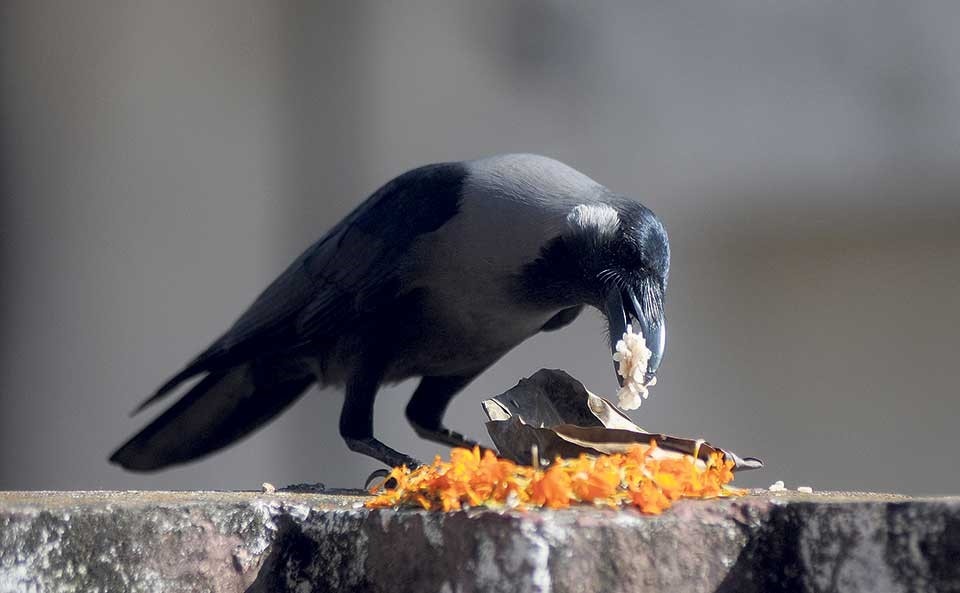 आज काग तिहार, यमराजको दूतका रुपमा कागलाई पूजा गरेर मनाइदै