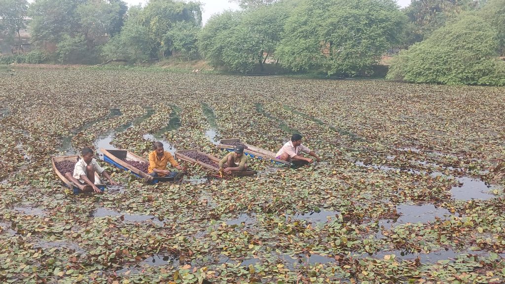 व्यावसायिक सिँगडाखेतीबाट गाउँमै राम्राे आम्दानी
