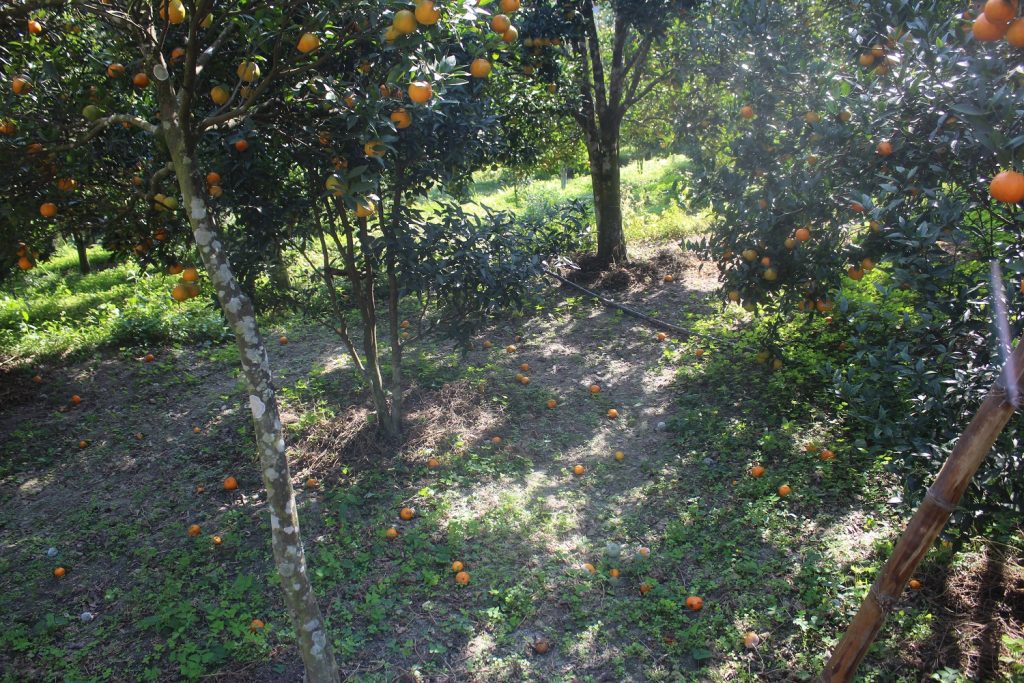 राेगले बोटबाटै सुन्तला झर्न थालेपछि म्याग्दीका किसान चिन्तित