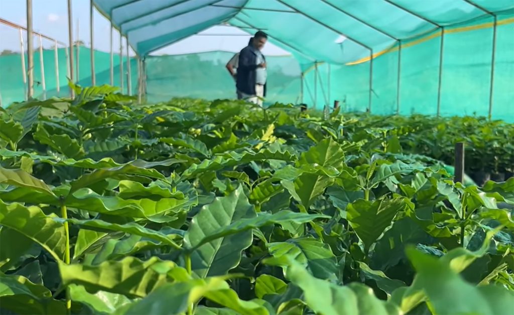 बाँदरले दुःख दिएपछि कफीखेतीमा आकर्षित बन्दै किसान 