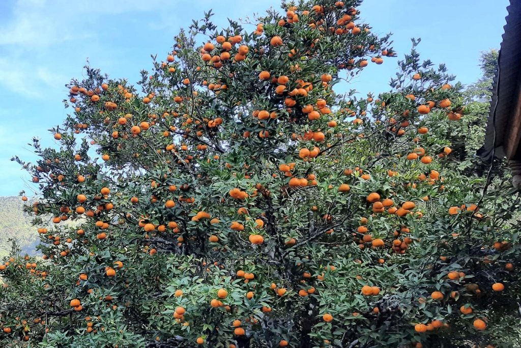 पर्वतकाे पकेट क्षेत्रकै सुन्तलामा औँसा कीराको प्रकोप