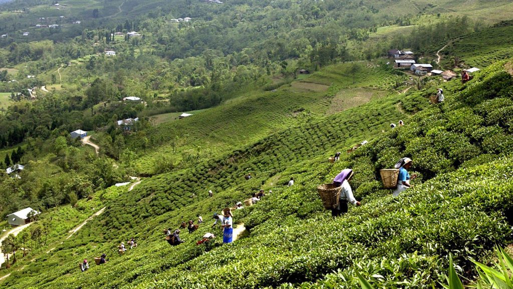 झापाबाट तीन साढे तीनलाख किलाे अर्थात एघार करोडको चिया निर्यात