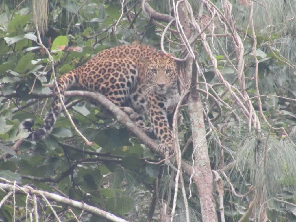 तनहुँको आँबुखैरेनीमा चितुवा देखिन थालेपछि स्थानीयवासी त्रसित