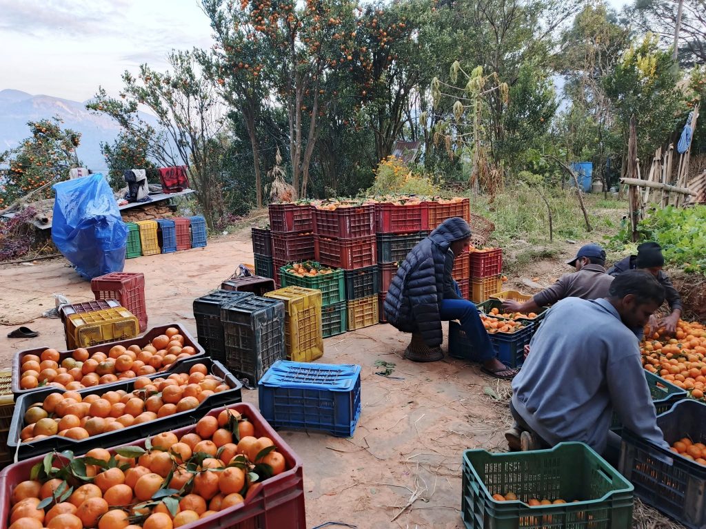 पर्वतको देउपुरका कृषकले उत्पादन गरेका सुन्तला बगानबाटै उठाउँछन् व्यापारीले