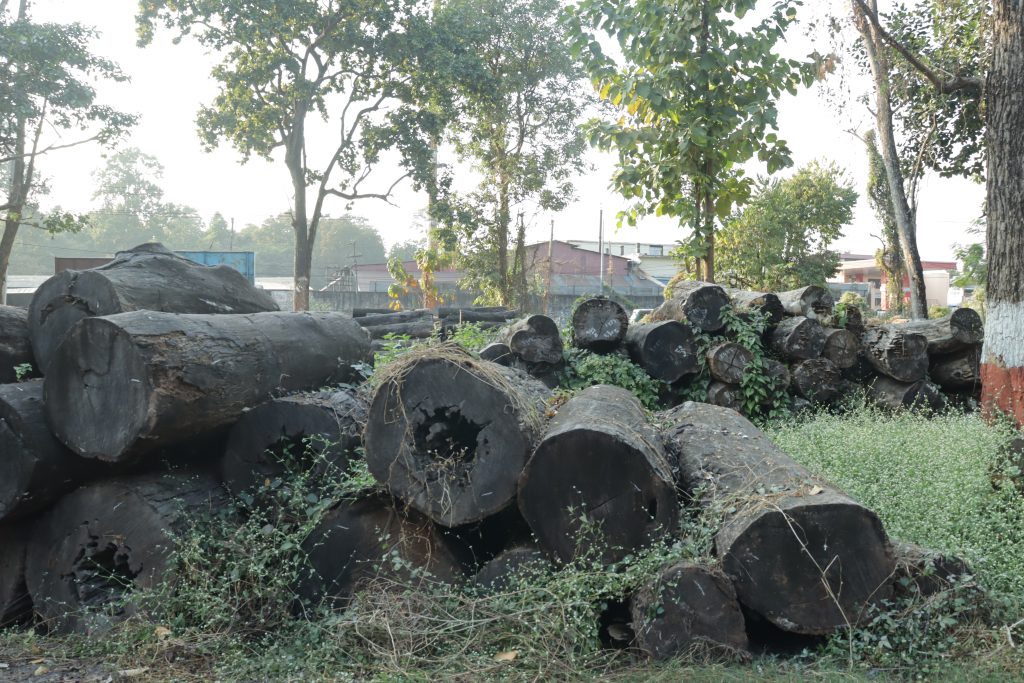 सुनसरीको सबडिभिजन वन कार्यालयमा सात करोडको काठ कुहिँदै