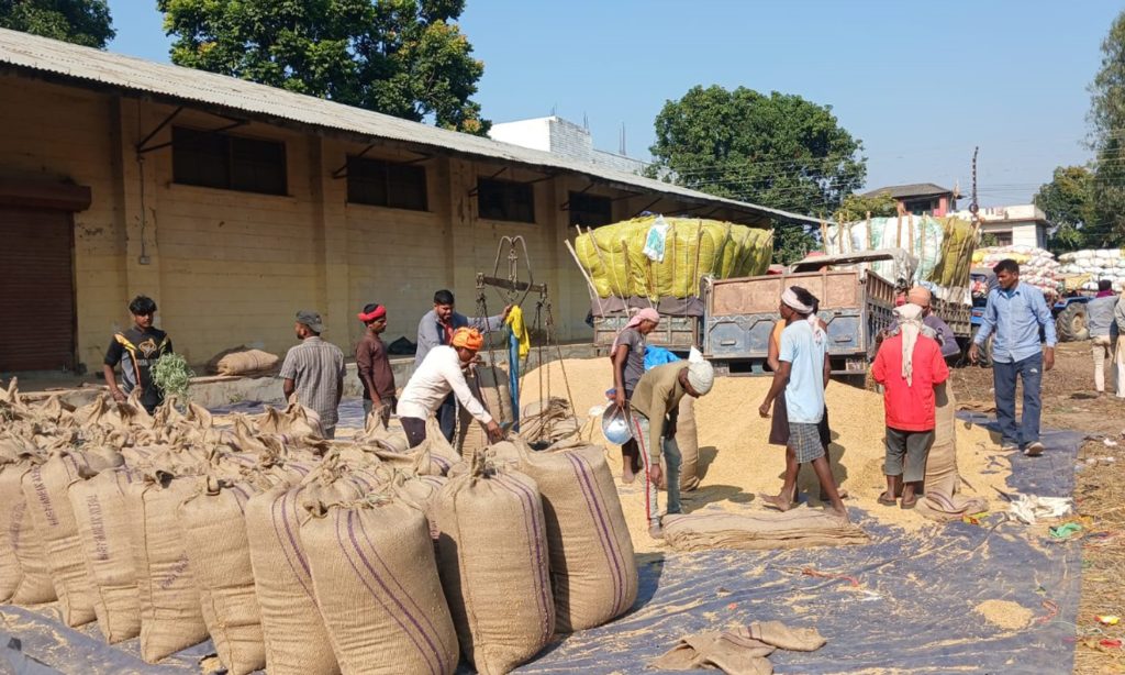 बाँकेकाे किसानले बेचे ११ करोडको धान
