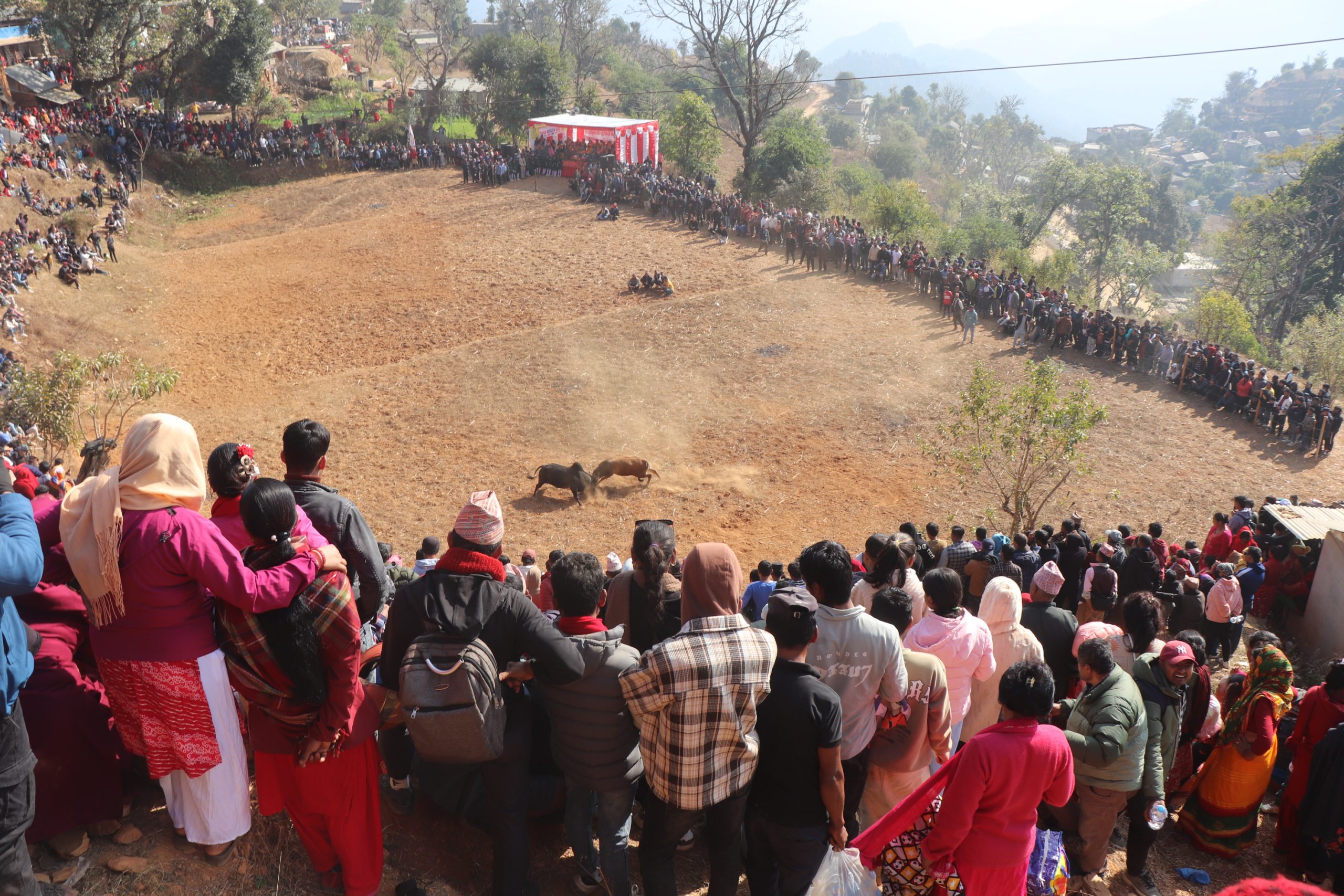 नुवाकोटमा गोरु जुधाएर मनाइयो माघेसङ्क्रान्ति