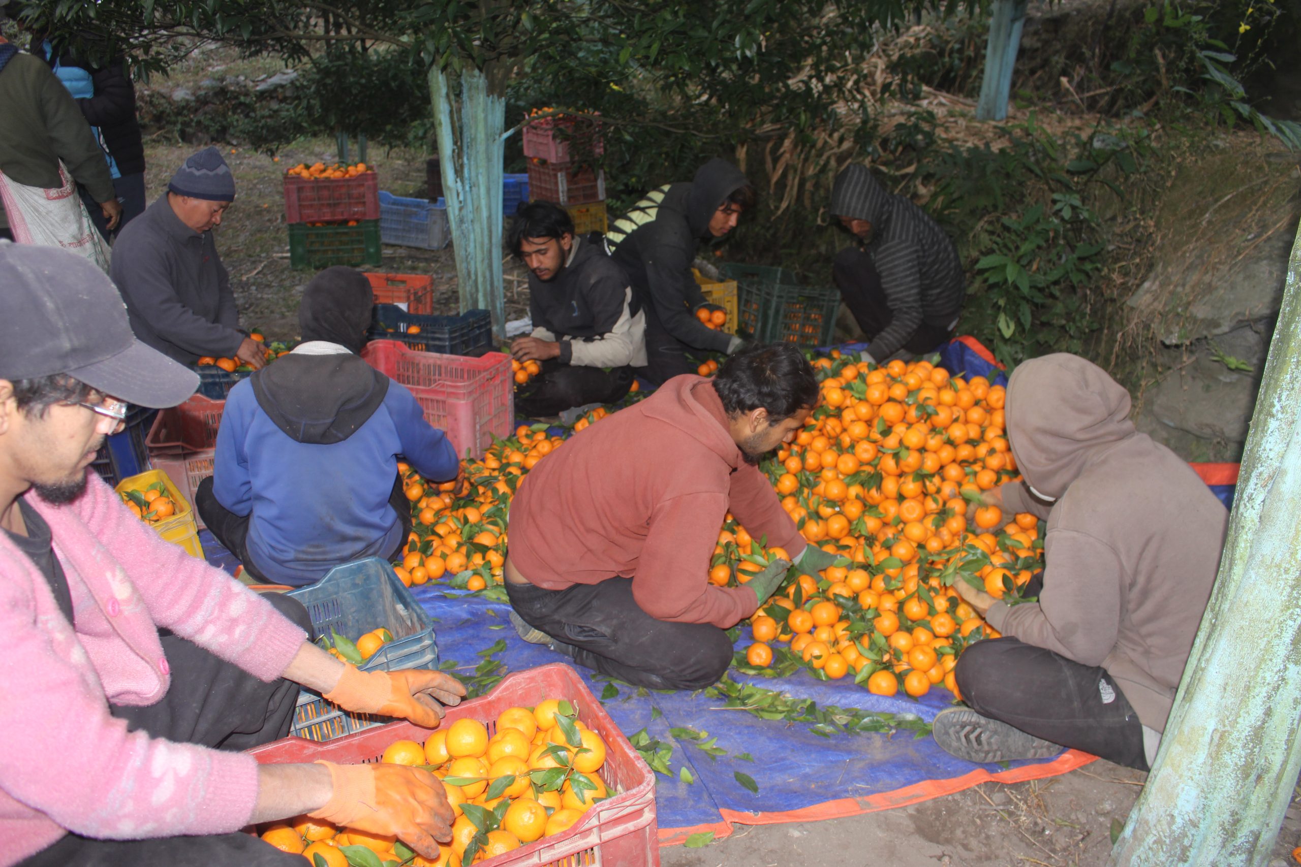 सुन्तला खेतीले दोसल्ले गाउँको मुहार फेरियो