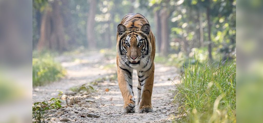 प्रकृति संरक्षणमा सेनाको योगदान: बाघ र गैंडाको संख्या दोब्बर बनाउन महत्वपूर्ण भूमिका