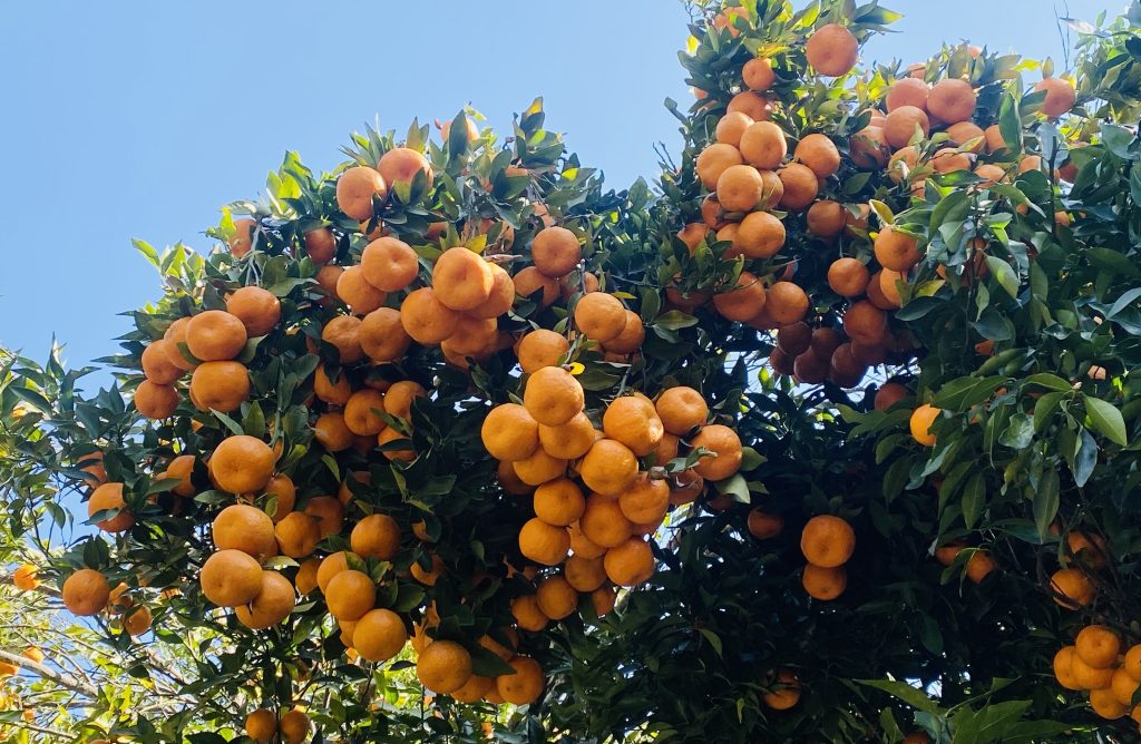 पाल्पामा यसवर्ष सुन्तला उत्पादन उत्साहजन, ५२ करोडभन्दा बढीको कारोबार