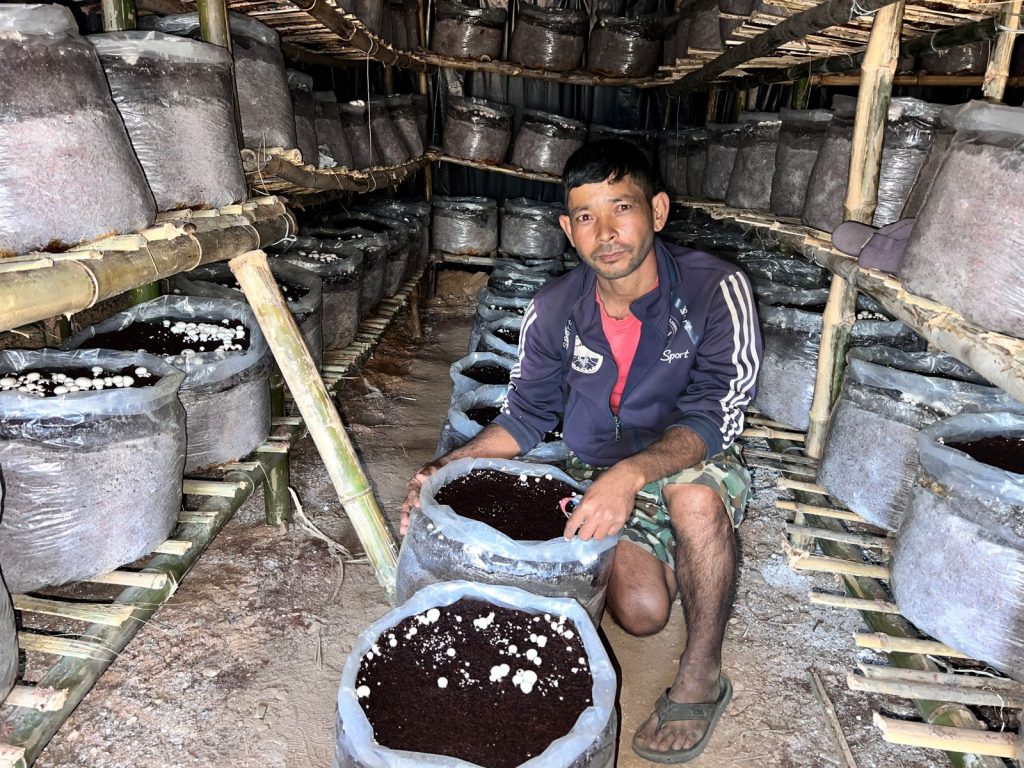 डोटीमा व्यावसायिक गोब्रे च्याउ उत्पादन सुरु, किसान उत्साहित