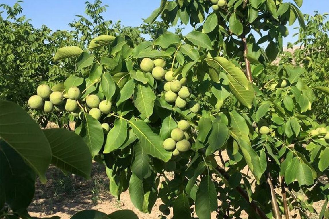 बागलुङमा झाडी फाँडेर १४० रोपनीमा ओखरखेती