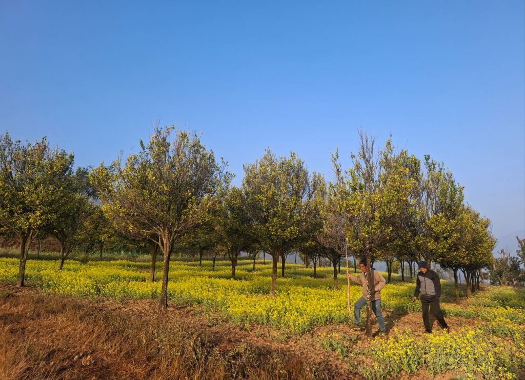 रोगले उजाडिए सुन्तला बगैँचा, किसान चिन्तित