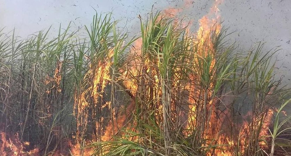 कञ्चनपुरमा आगलागीबाट उखुबारीमा तीन लाख बढीको क्षति