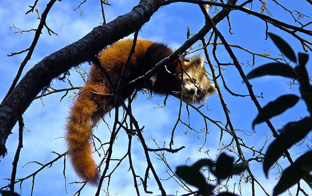 भोजपुरमा पनि ‘रेडपाण्डा’ संरक्षण अभियान  सुरु