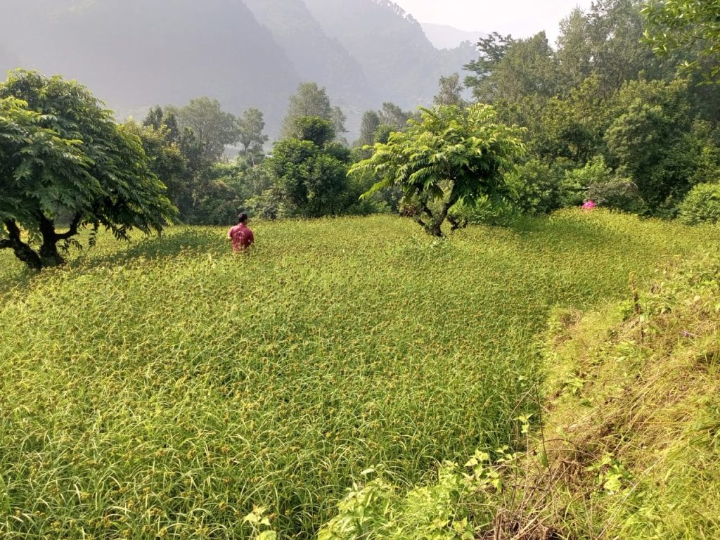 भीमफेदी गाउँपालिकाले कोदोखेती प्रवर्द्धन कार्यक्रम ल्यायो
