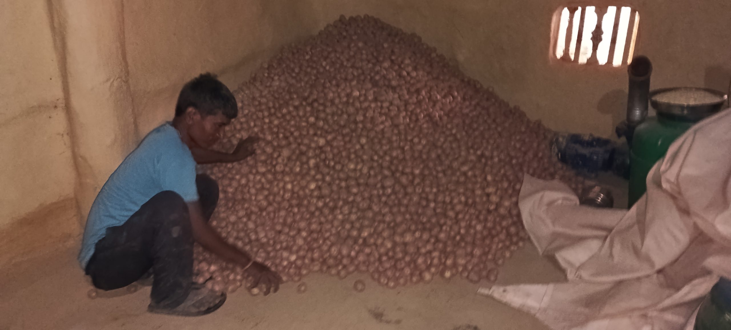 थारु आलु खेतीले कैलालीका किसानलाई आम्दानी