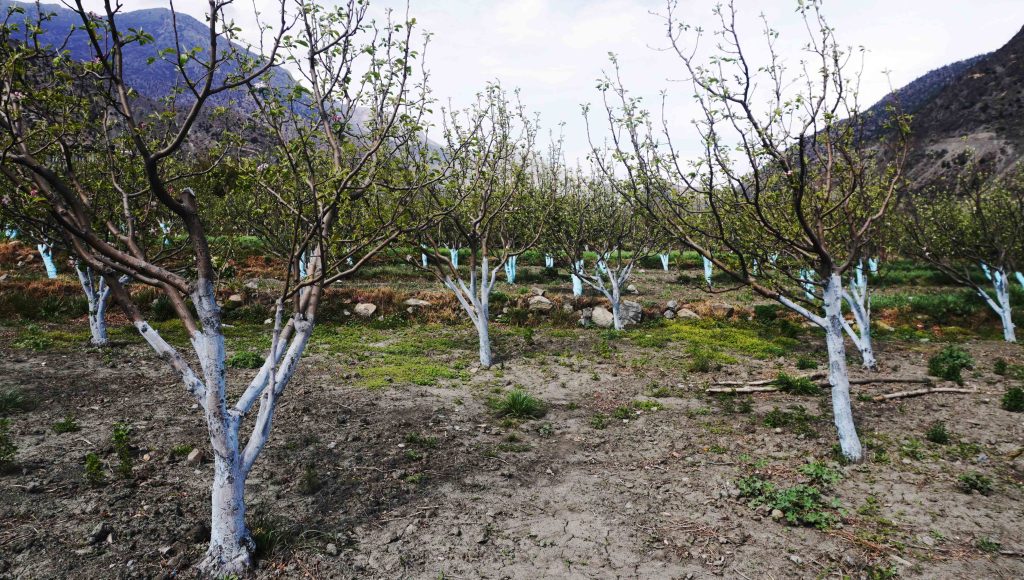 फुल्न लागेको स्याउमा वर्षाले असर