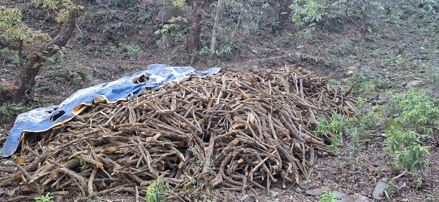 अछाममा कीर्ते कागजात बनाएर सामुदायिक वन फडानी गर्ने एकजना पक्राउ