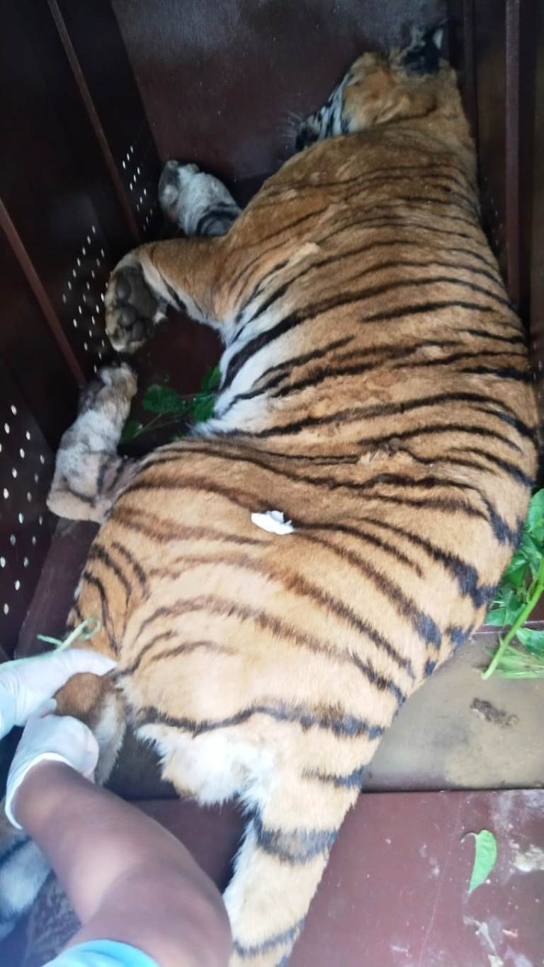 नियन्त्रणमा लिइएको पाटेबाघ शुक्लाफाँटा निकुञ्जमा छाडियो