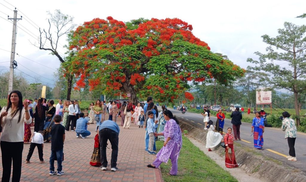ढकमक्क गुलमोहर, लोभ्याउँदै पर्यटकलाई