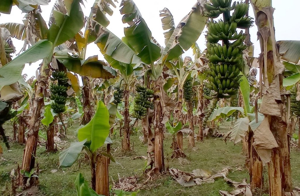 हावाहुरीका कारण २० प्रतिशत केराखेतीमा क्षति