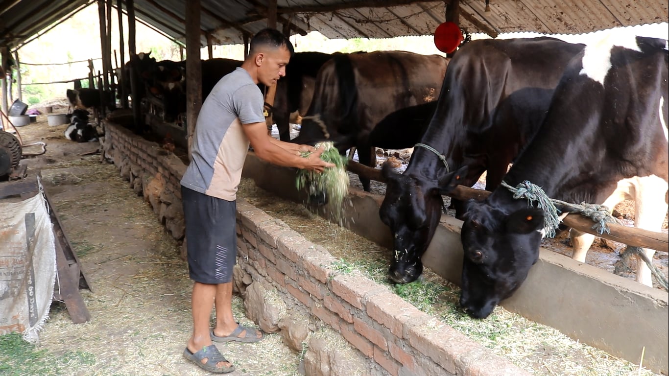 गाईपालन व्यवसायबाट मासिक एकलाख आम्दानी