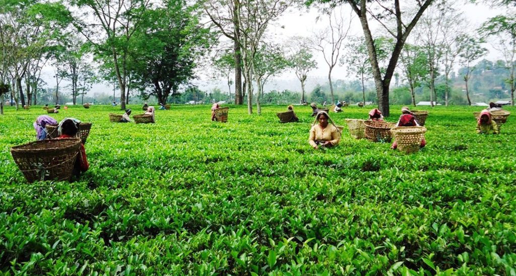 चिया निर्यात ४० प्रतिशतले बढ्यो